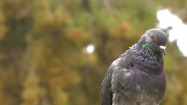 Yeşil doğa hayvan kuş güvercinler güvercinler