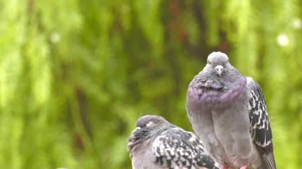 Dierlijke Vogel Duiven Duiven Groene Natuur — Stockvideo