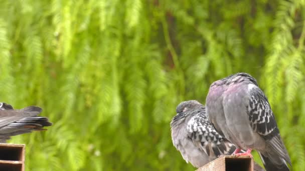 Pigeons Oiseaux Animaux Tourterelles Dans Nature Verte — Video
