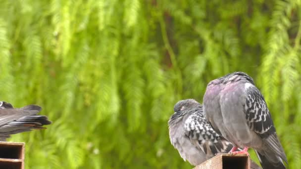 Piccioni Uccelli Animali Colombe Nella Natura Verde — Video Stock