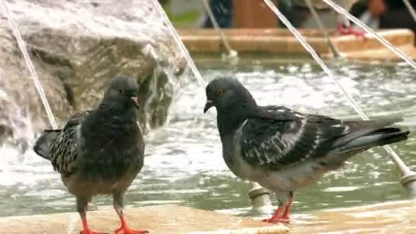 Pigeons Oiseaux Animaux Colombes Près Piscine Eau Fontaine — Video