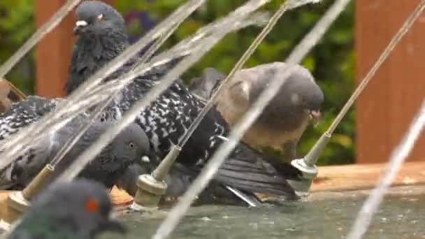 噴水の水プール近くの動物の鳥ハト鳩 — ストック動画