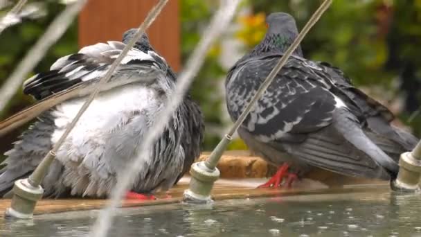 Tier Vogel Tauben Tauben Der Nähe Des Brunnens Wasserbecken — Stockvideo