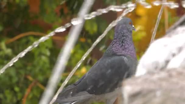 噴水の水プール近くの動物の鳥ハト鳩 — ストック動画
