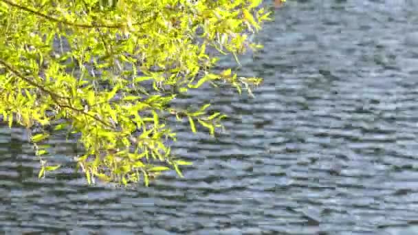 Hojas Verdes Lago — Vídeo de stock