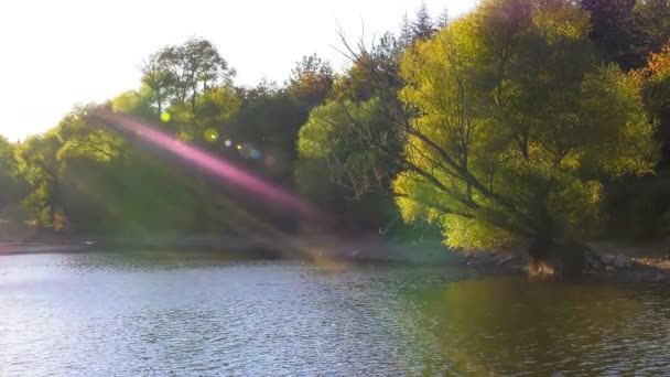 Lago Água Árvore Natureza — Vídeo de Stock