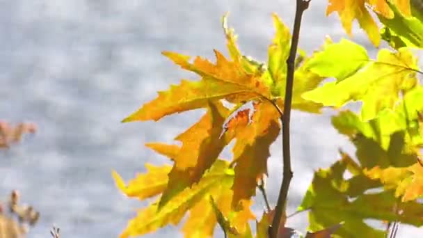 Leaves Lake Water — Stock Video