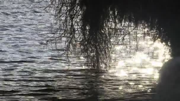 Folhas Água Lago — Vídeo de Stock