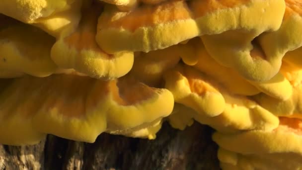 Cogumelo Árvore — Vídeo de Stock