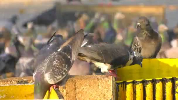 Pigeons Animaux Mangeant Des Oiseaux — Video