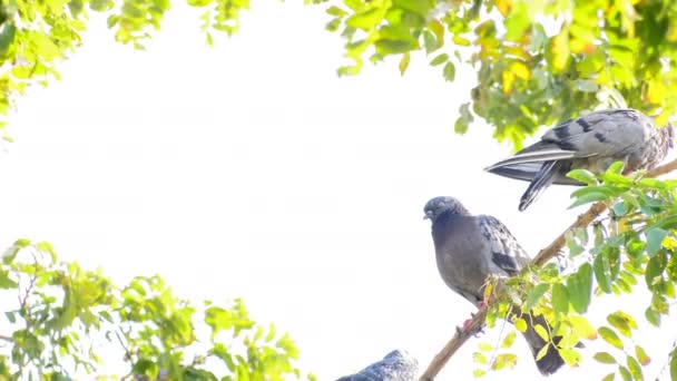 Piccioni Uccelli Animali Sull Albero — Video Stock