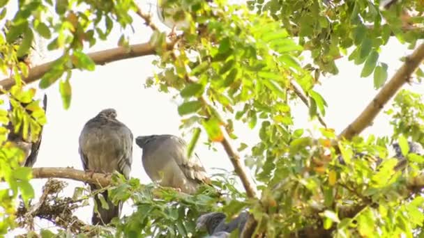 Hayvan Kuş Güvercin Ağacı Üzerinde — Stok video