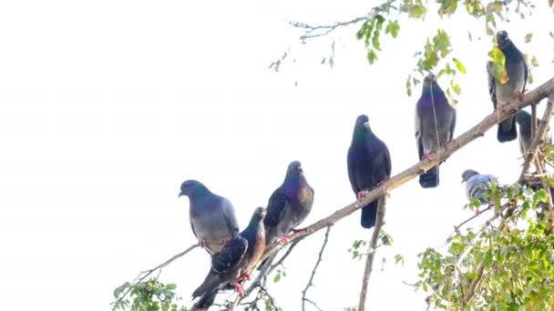 Aves Animales Palomas Árbol — Vídeos de Stock