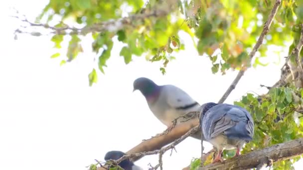 Aves Animales Palomas Árbol — Vídeos de Stock