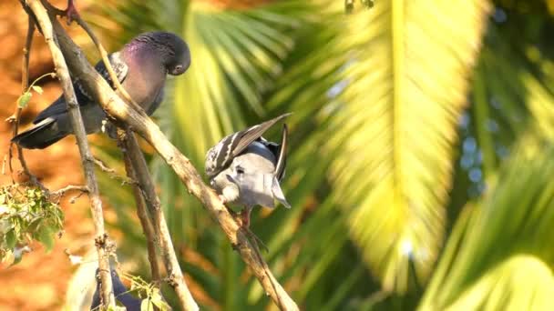 Oiseaux Animaux Pigeons Sur Arbre — Video