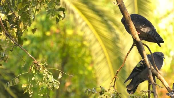 Hayvan Kuş Güvercin Ağacı Üzerinde — Stok video
