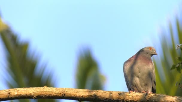 Animal Birds Pigeons Tree — Stock Video