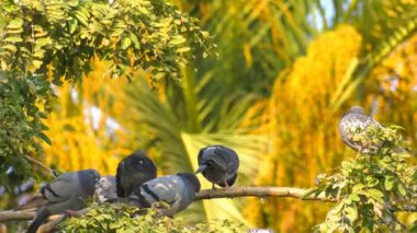 Hayvan kuş güvercin ağacı üzerinde