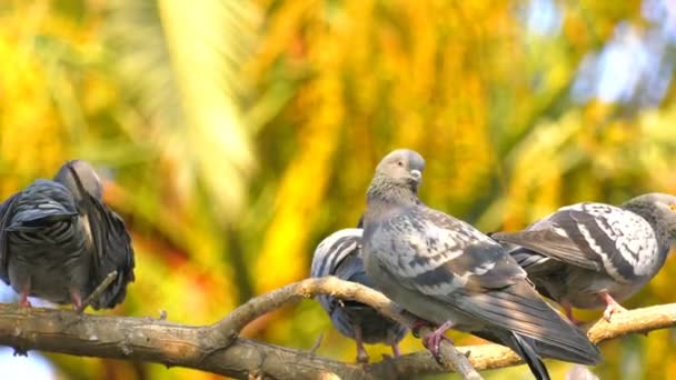 Tier Vögel Tauben Auf Baum — Stockvideo