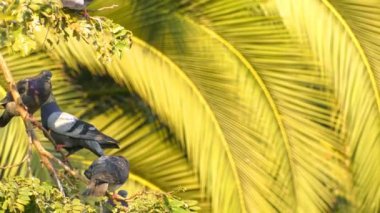 Hayvan kuş güvercin ağacı üzerinde