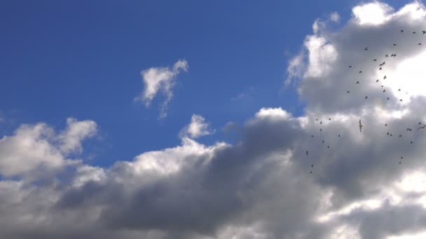 在天空和云上飞翔的鸟类 — 图库视频影像