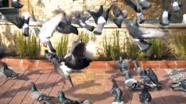 Hayvan kuş güvercinler güvercinler