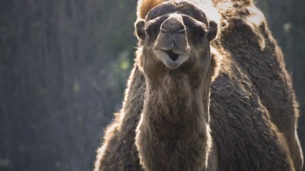 Däggdjur Djur Camel Idissla Tugga — Stockvideo