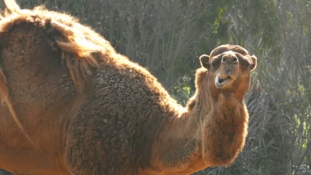 Däggdjur Djur Camel Idissla Tugga — Stockvideo