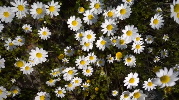 Flor Margarida Branca Natureza — Vídeo de Stock