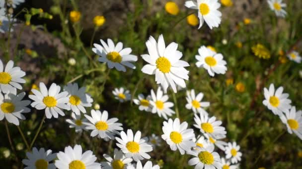 Kwiat Białej Margerytki Przyrodzie — Wideo stockowe