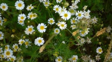 Beyaz papatya çiçek doğada