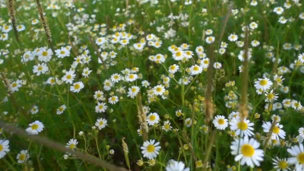 White Daisy Flower Nature — Stock Video