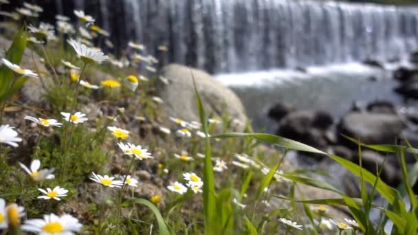 Margarita Blanca Flor Cascada Detrás — Vídeo de stock