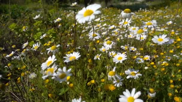 Vita Prästkrage Blomma Naturen — Stockvideo