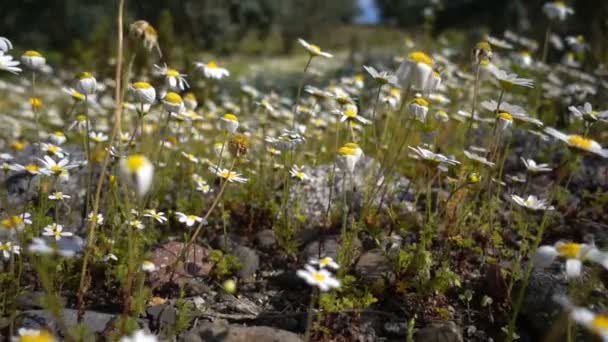 Λευκή Μαργαρίτα Λουλούδι Στη Φύση — Αρχείο Βίντεο