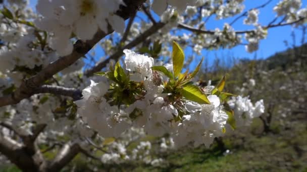 Flor Ciruela Árbol Naturaleza — Vídeo de stock