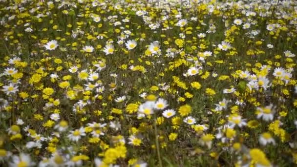 Vita Prästkrage Blomma Naturen — Stockvideo