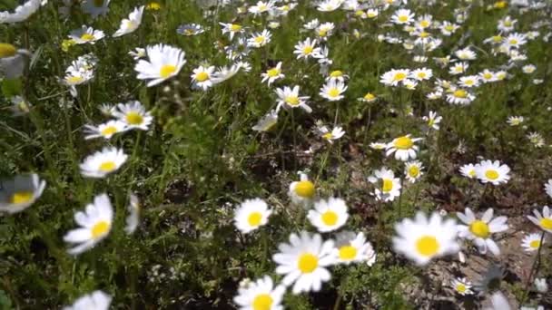 Daisy Witte Bloem Natuur — Stockvideo