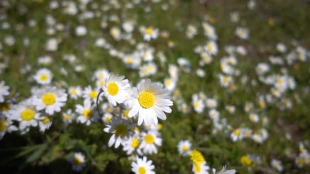 Margarita Blanca Flor Naturaleza — Vídeos de Stock