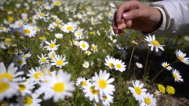 大自然中的白色雏菊花 — 图库视频影像
