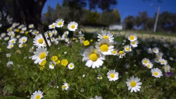 Beyaz Papatya Çiçek Doğada — Stok video