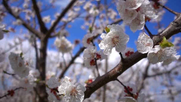 Albicocca Fiore Sull Albero Natura — Video Stock