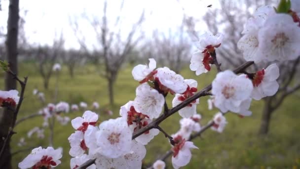 自然の中の木にアプリコット花 — ストック動画