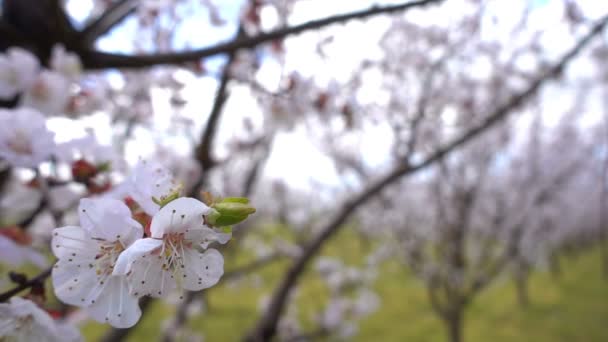 Aprikosenblüte Auf Baum Der Natur — Stockvideo