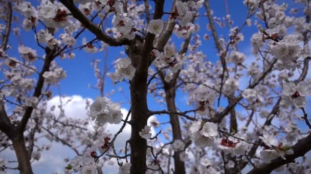 Βερίκοκο Λουλούδι Στο Δέντρο Στη Φύση — Αρχείο Βίντεο