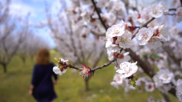 Абрикос Квіти Дереві Природі — стокове відео