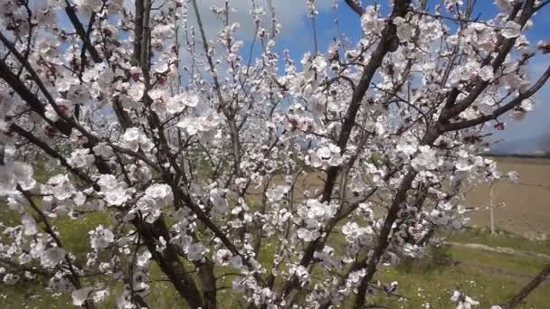 Aprikosenblüte Auf Baum Der Natur — Stockvideo