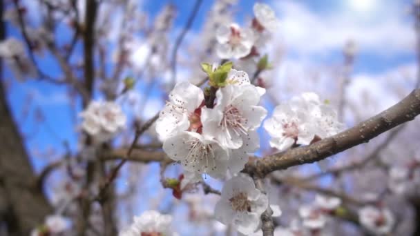 Apricot Flower Tree Nature — Stock Video