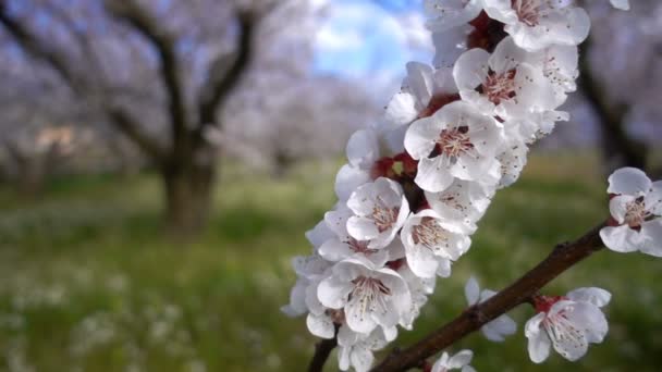 Kwiat Moreli Drzewie Przyrodzie — Wideo stockowe