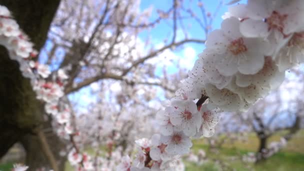 大自然中的杏花 — 图库视频影像
